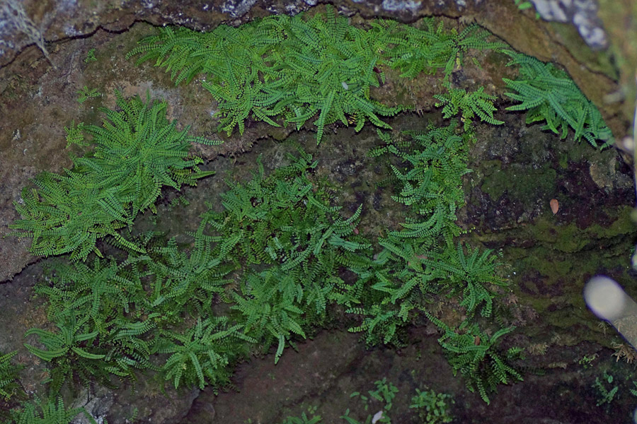 Asplenium trichomanes